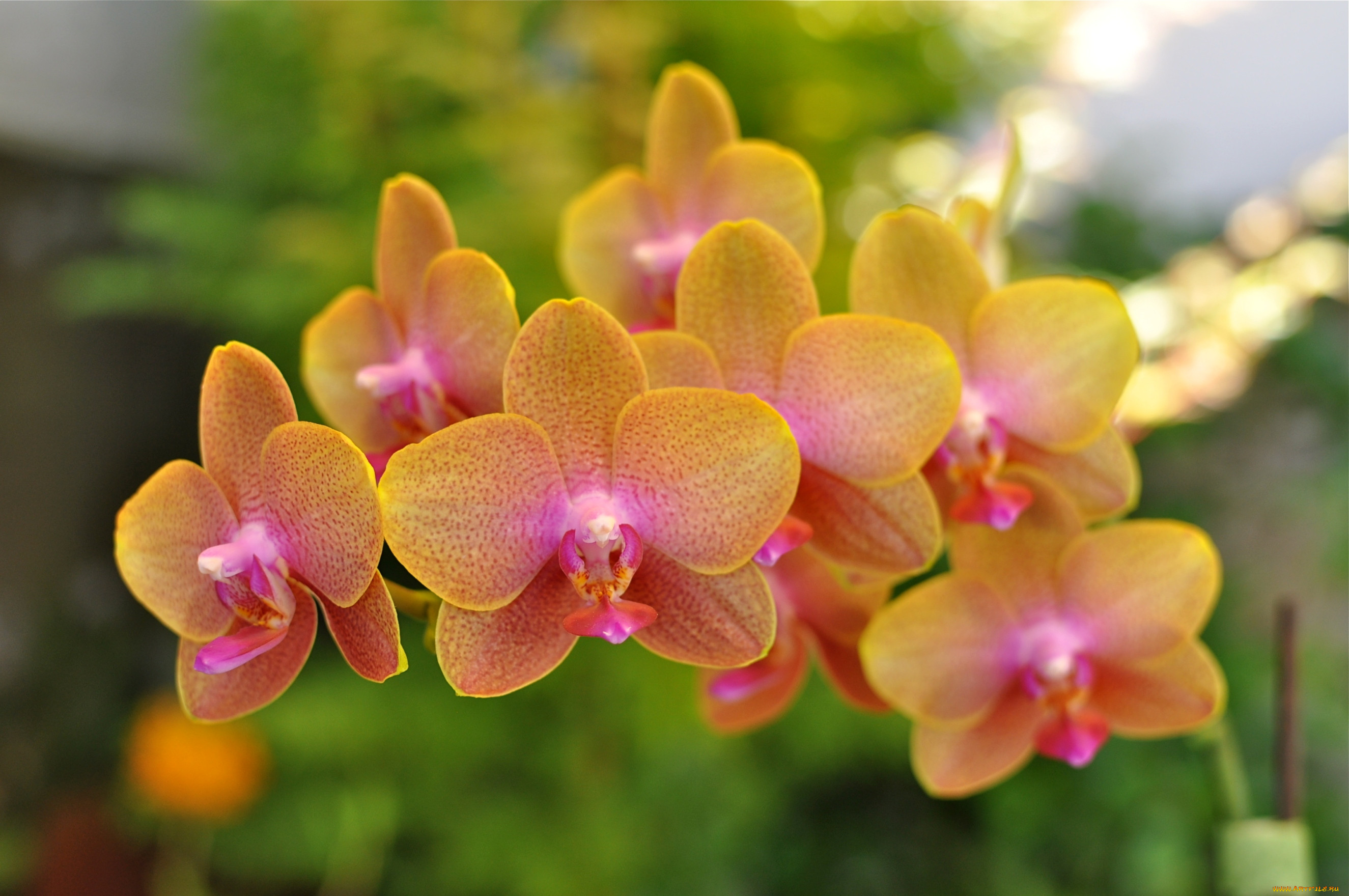 Орхидея фаленопсис Будда